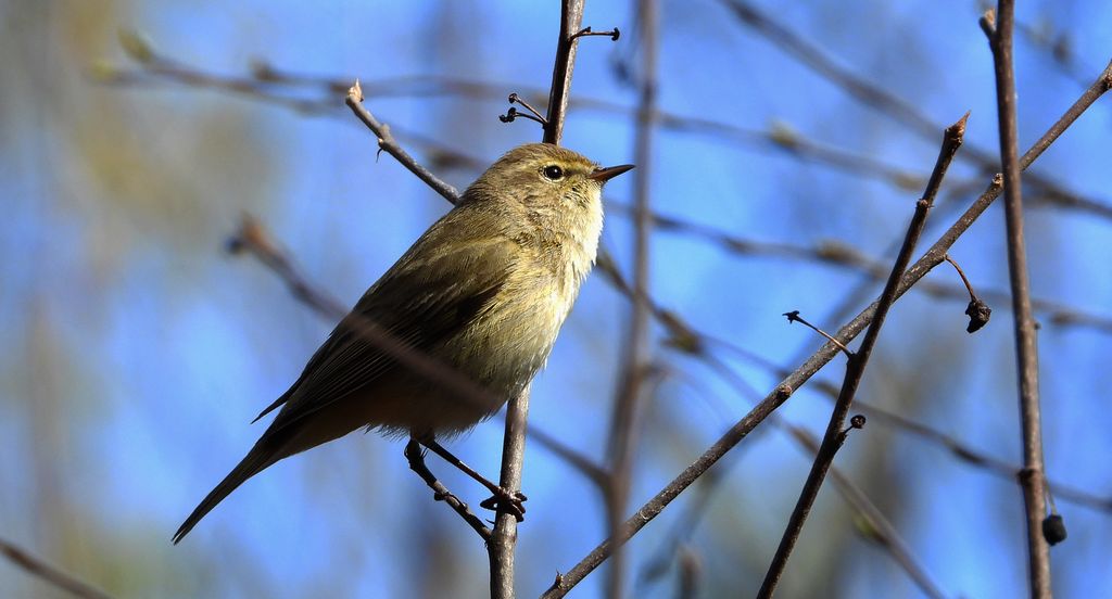 Pierwiosnek, pierwiosnek zwyczajny (Phylloscopus collybita)