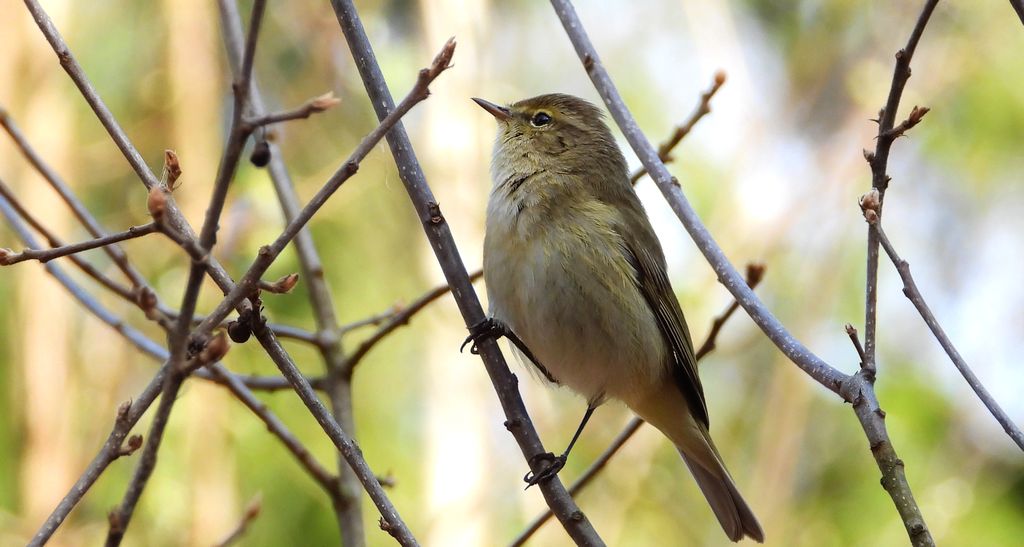 Pierwiosnek, pierwiosnek zwyczajny (Phylloscopus collybita)