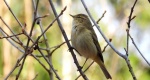 Pierwiosnek, pierwiosnek zwyczajny (Phylloscopus collybita)