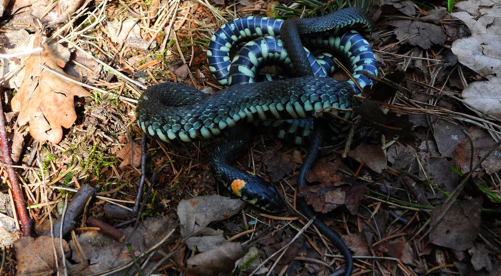 Zaskroniec zwyczajny, zaskroniec (Natrix natrix)