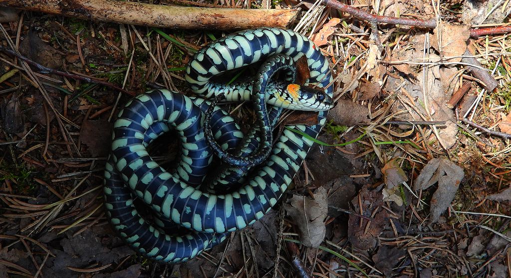 Zaskroniec zwyczajny, zaskroniec (Natrix natrix)