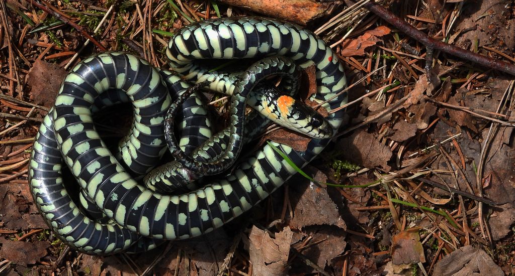 Zaskroniec zwyczajny, zaskroniec (Natrix natrix)