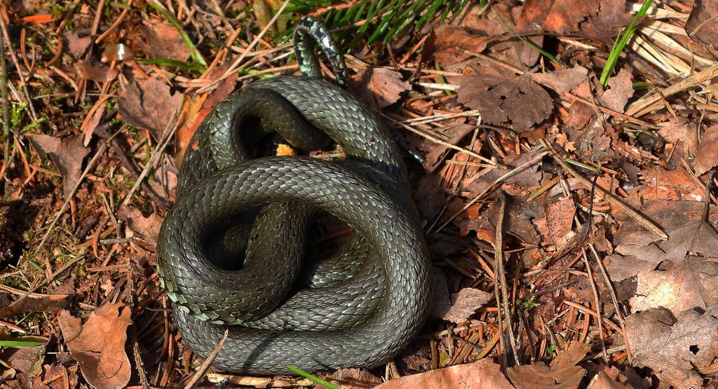 Zaskroniec zwyczajny, zaskroniec (Natrix natrix)