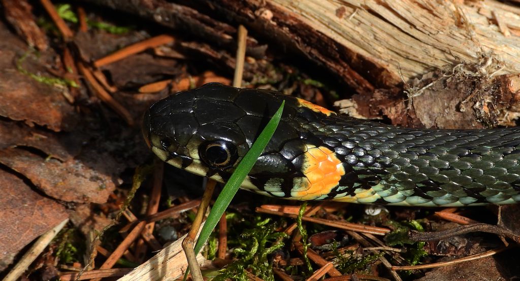 Zaskroniec zwyczajny, zaskroniec (Natrix natrix)