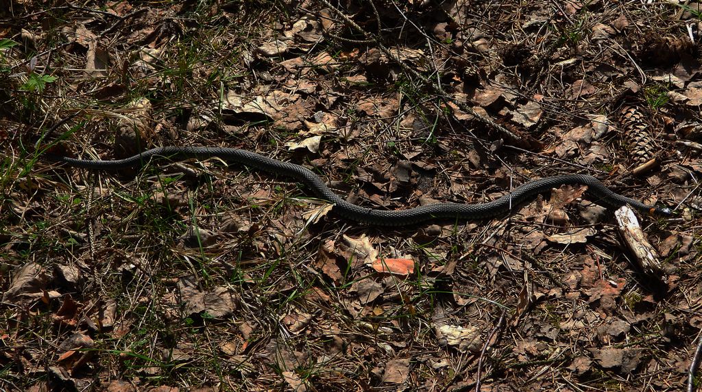 Zaskroniec zwyczajny, zaskroniec (Natrix natrix)