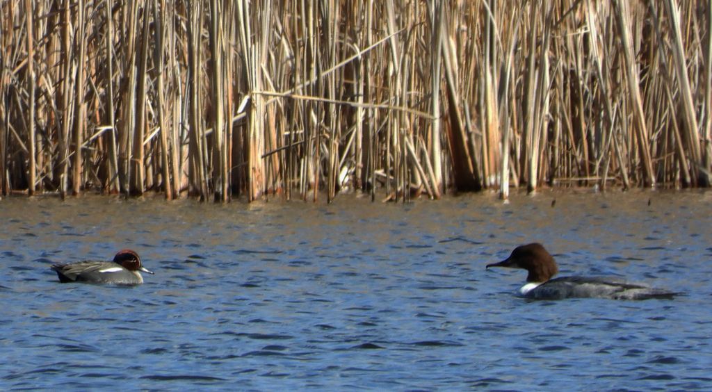 Nurogęś, tracz nurogęś (Mergus merganser) i cyraneczka zwyczajna, cyraneczka (Anas crecca)