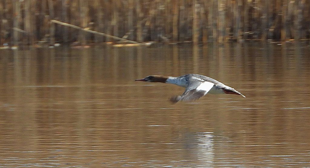 Nurogęś, tracz nurogęś (Mergus merganser)