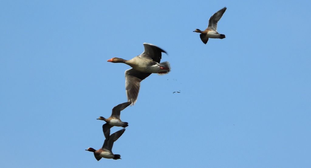 Gęgawa, gęś gęgawa (Anser anser) i świstun zwyczajny, świstun (Mareca penelope)