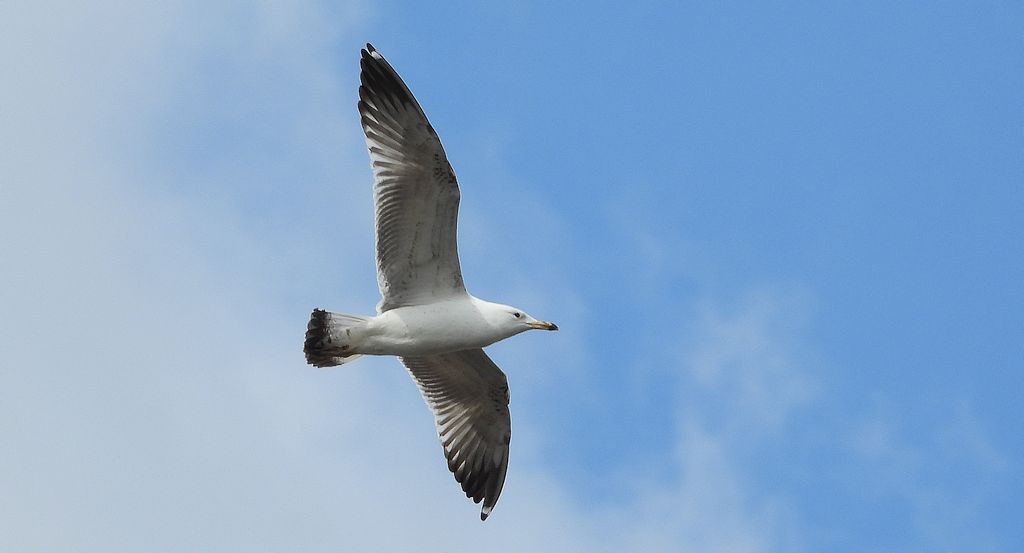 Mewa srebrzysta (Larus argentatus)