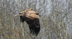 Bielik, orzeł bielik, birkut (Haliaeetus albicilla)