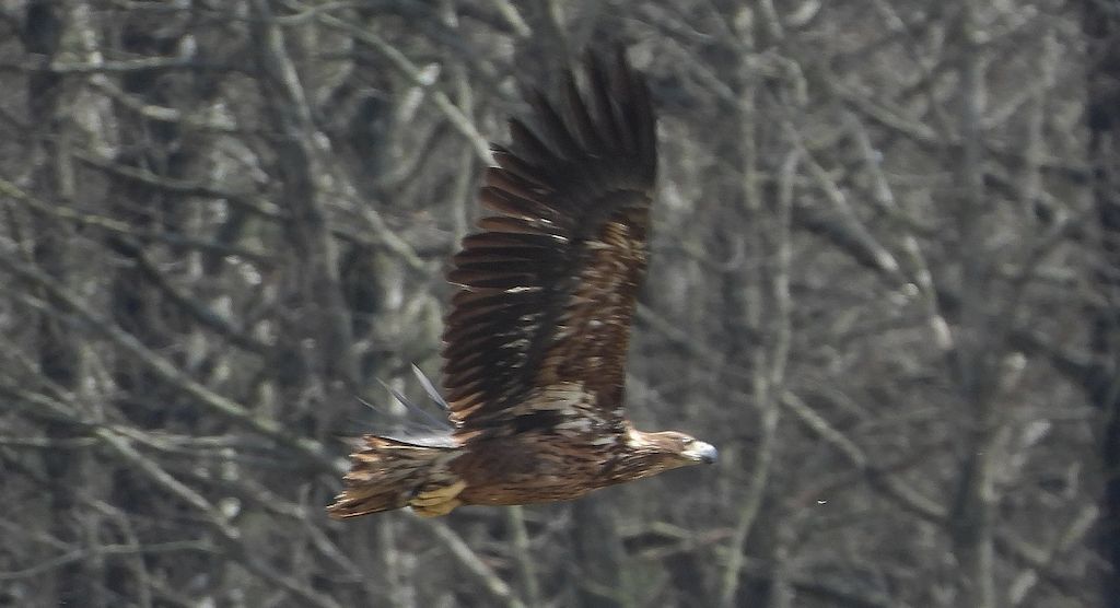 Bielik, orzeł bielik, birkut (Haliaeetus albicilla)
