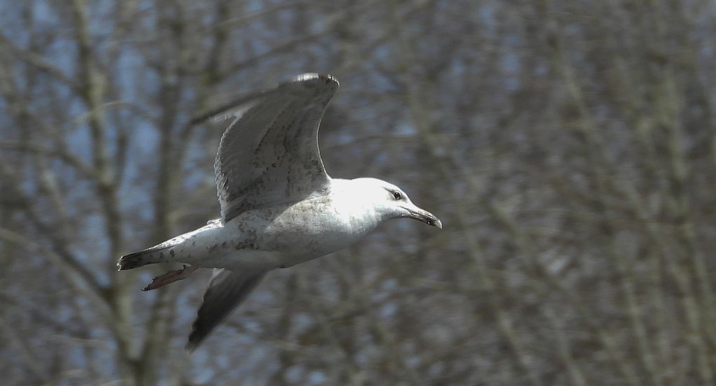 Mewa srebrzysta (Larus argentatus)