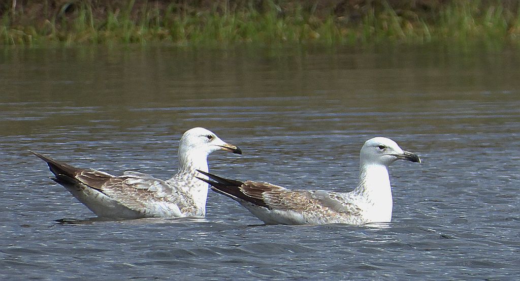Mewa srebrzysta (Larus argentatus)