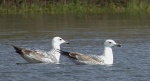 Mewa srebrzysta (Larus argentatus)