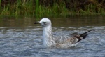 Mewa srebrzysta (Larus argentatus)