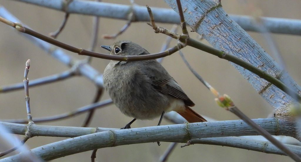 Kopciuszek, kopciuszek zwyczajny (Phoenicurus ochruros)