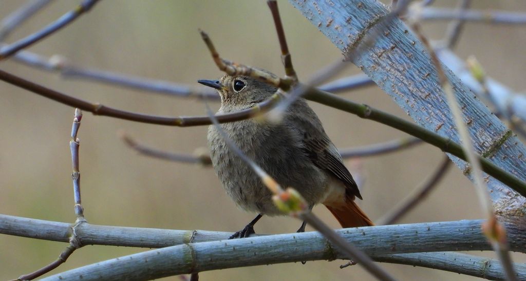 Kopciuszek, kopciuszek zwyczajny (Phoenicurus ochruros)