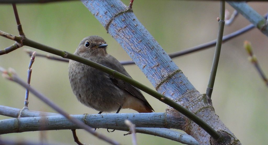 Kopciuszek, kopciuszek zwyczajny (Phoenicurus ochruros)