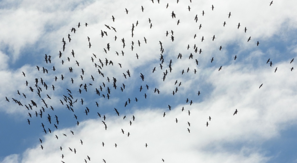 Żuraw zwyczajny, żuraw, żuraw popielaty, żuraw szary (Grus grus)