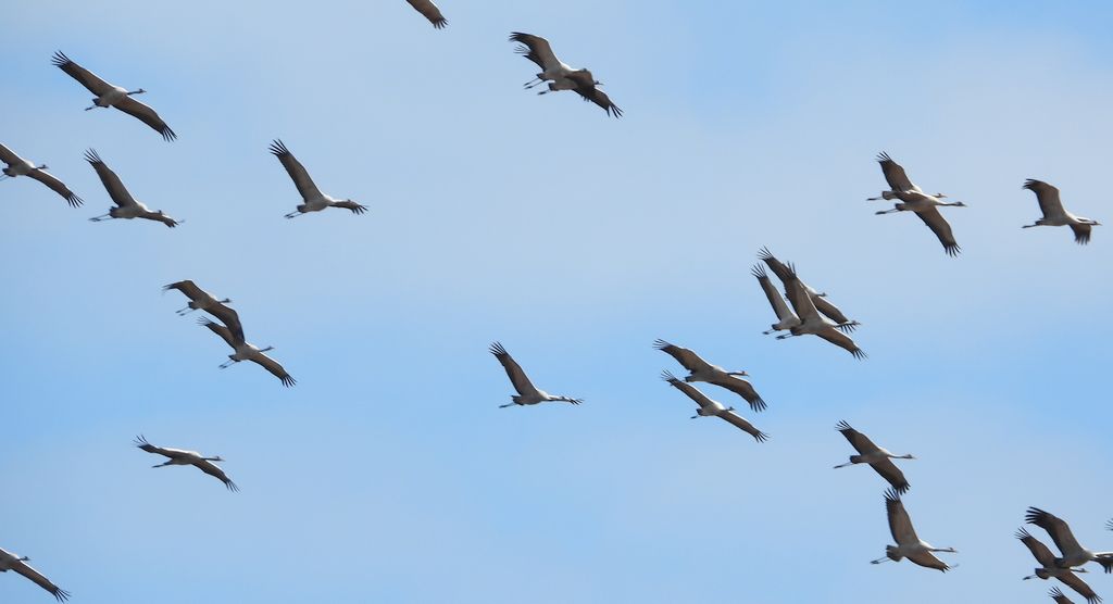 Żuraw zwyczajny, żuraw, żuraw popielaty, żuraw szary (Grus grus)
