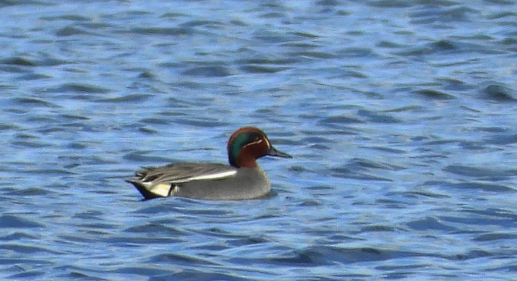 Cyraneczka zwyczajna, cyraneczka (Anas crecca)