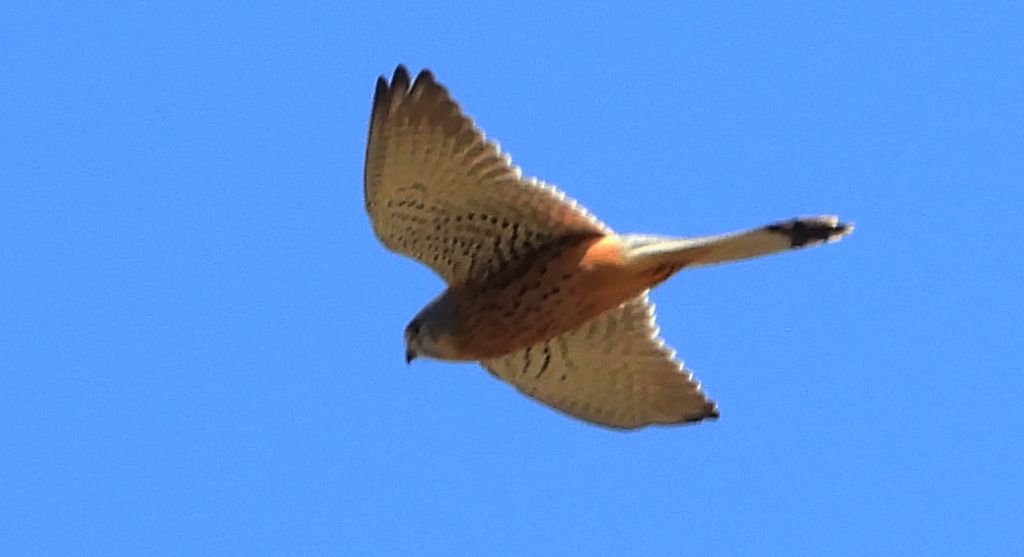 Pustułka zwyczajna, pustułka, sokół pustułka (Falco tinnunculus)