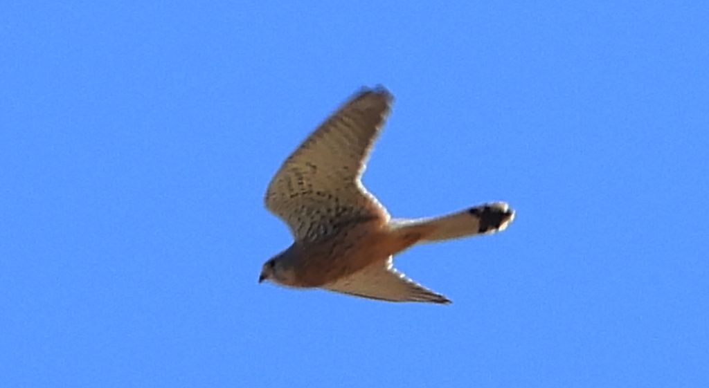 Pustułka zwyczajna, pustułka, sokół pustułka (Falco tinnunculus)