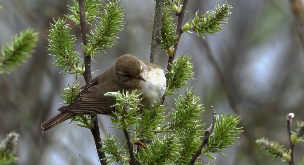Piecuszek (Phylloscopus trochilus)