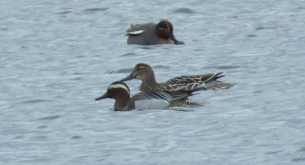 Cyranka, cyranka zwyczajna (Spatula querquedula) i cyraneczka zwyczajna, cyraneczka (Anas crecca)