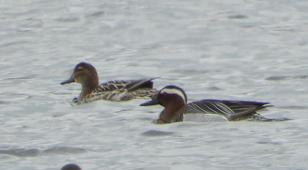 Cyranka, cyranka zwyczajna (Spatula querquedula)