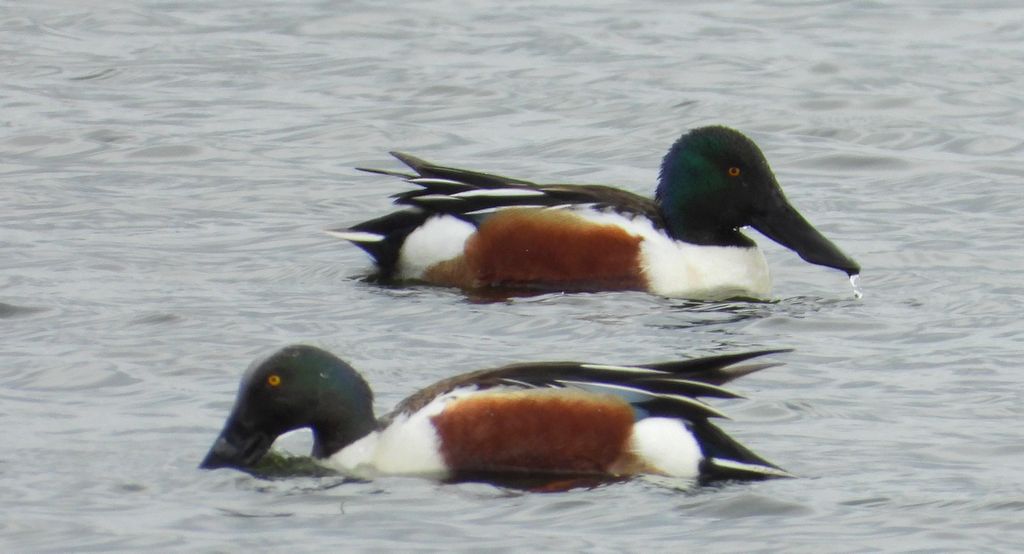 Płaskonos zwyczajny, płaskonos (Spatula clypeata)