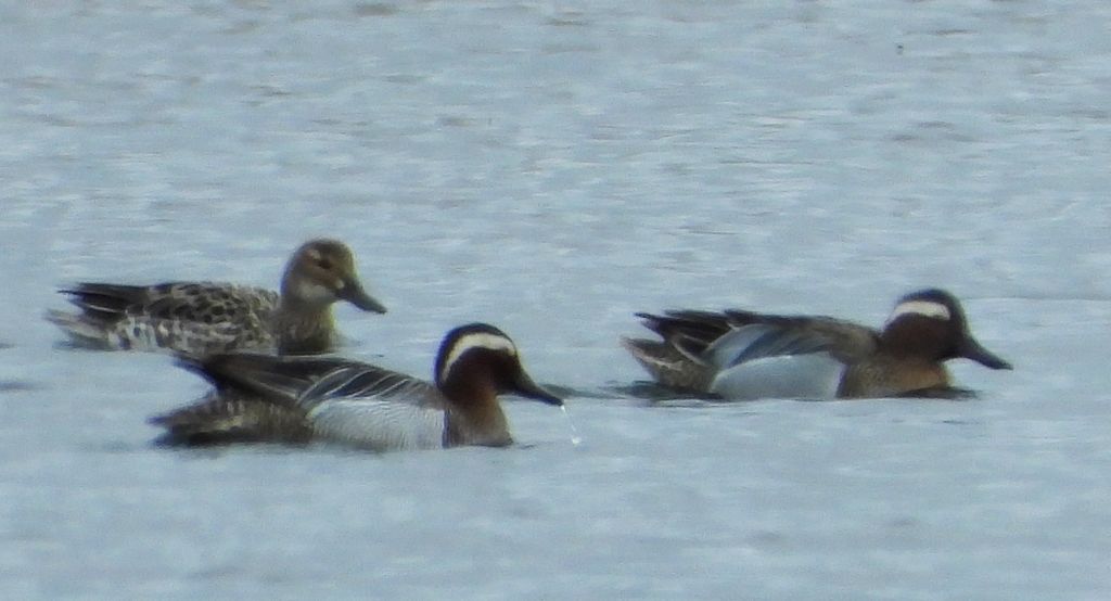 Cyranka, cyranka zwyczajna (Spatula querquedula)