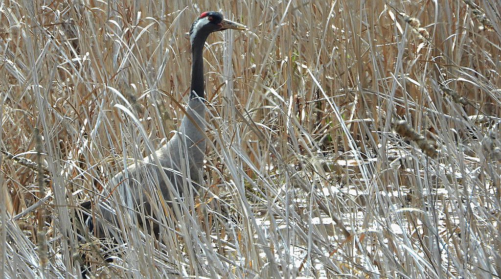 Żuraw zwyczajny, żuraw, żuraw popielaty, żuraw szary (Grus grus)