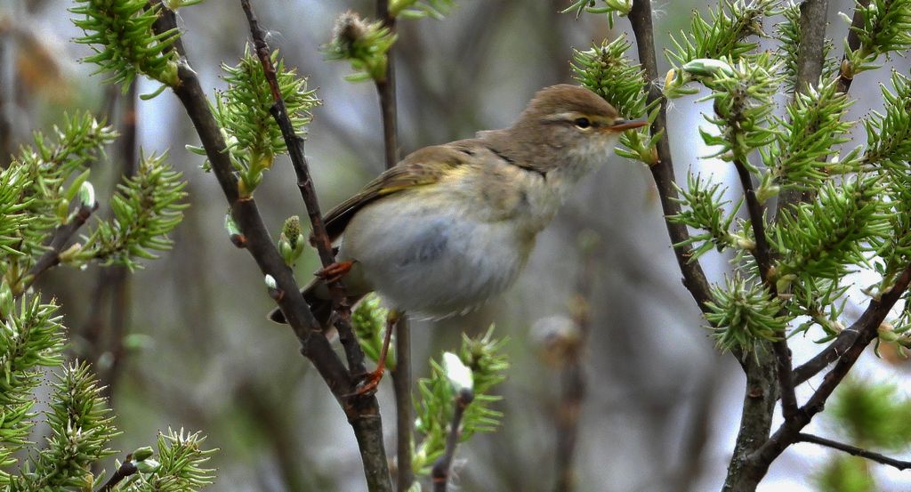 Piecuszek (Phylloscopus trochilus)