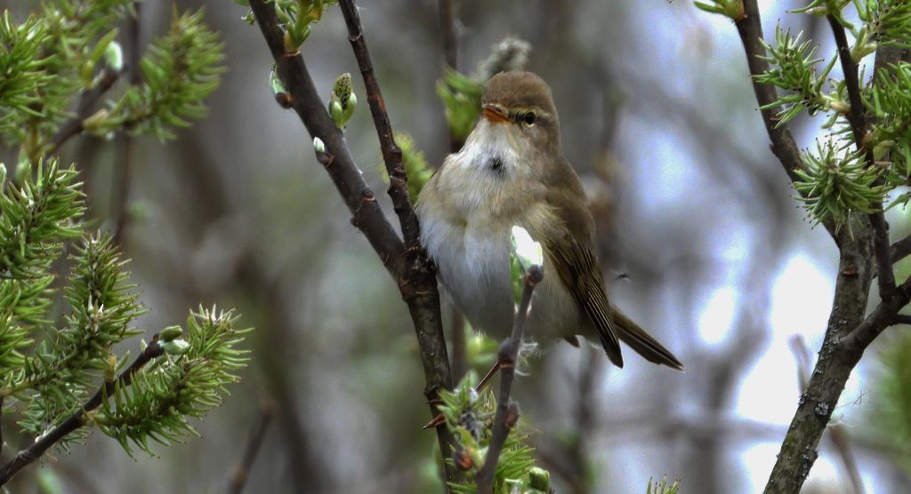 Piecuszek (Phylloscopus trochilus)