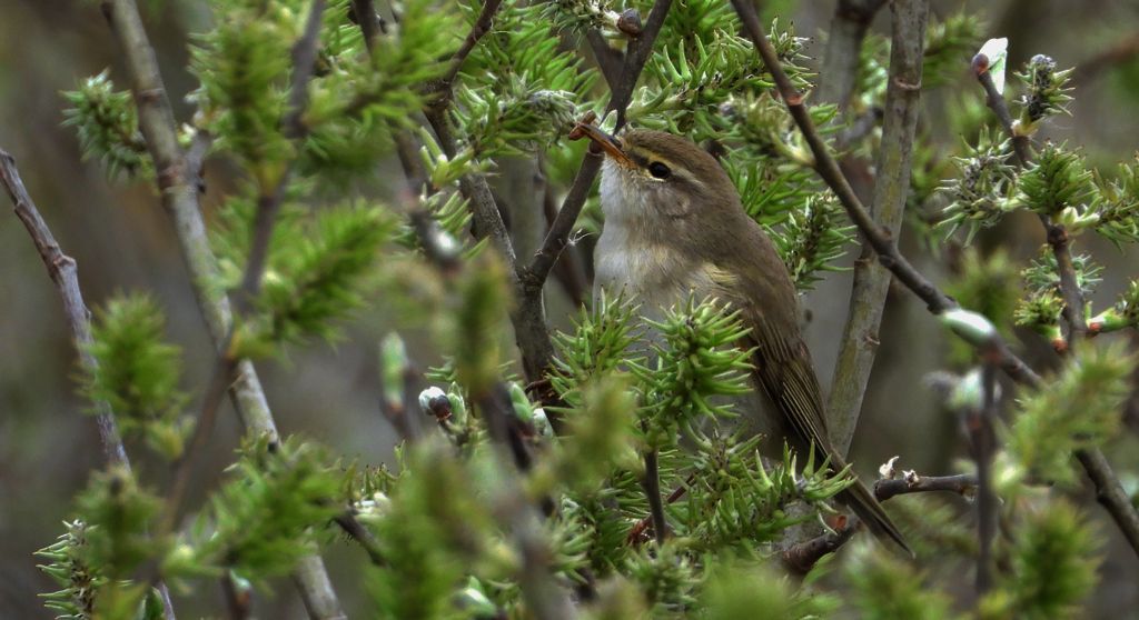 Piecuszek (Phylloscopus trochilus)