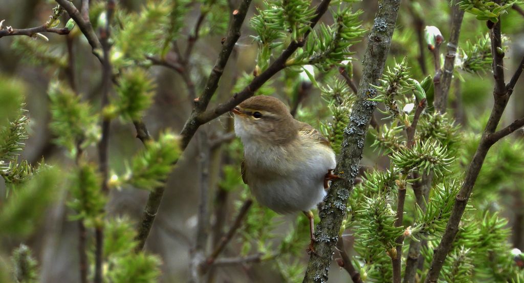 Piecuszek (Phylloscopus trochilus)