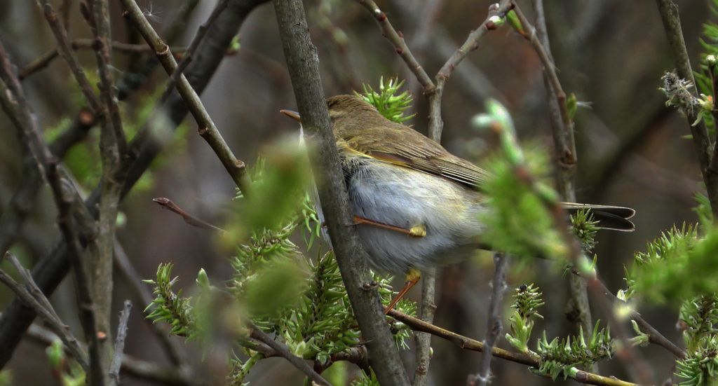 Piecuszek (Phylloscopus trochilus)