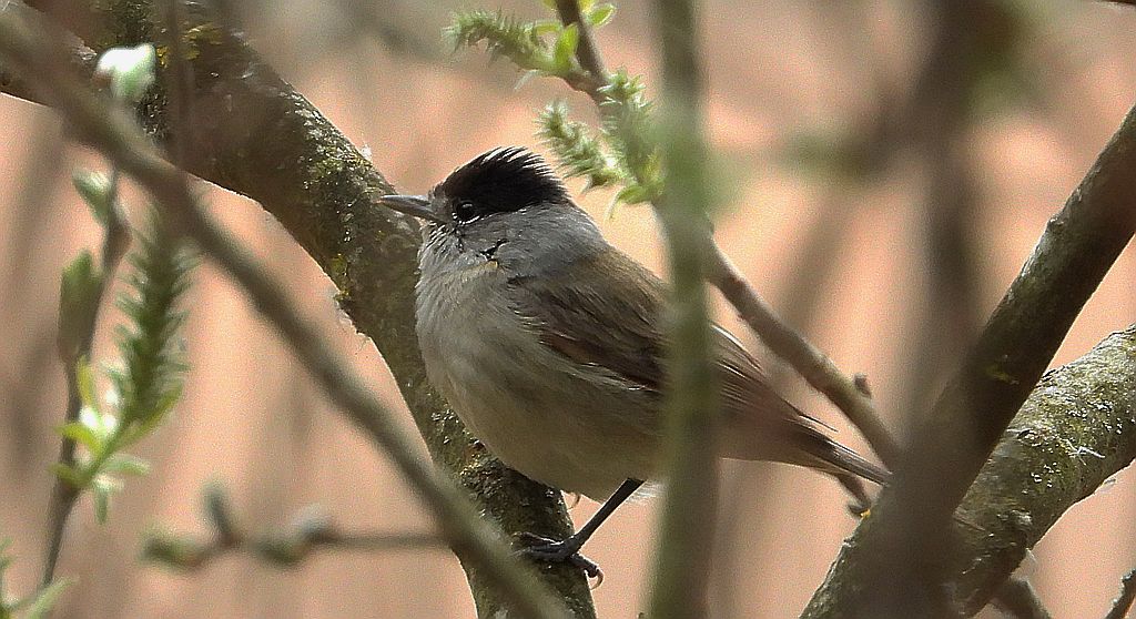 Kapturka, pokrzewka czarnołbista, pokrzewka czarnogłowa (Sylvia atricapilla)