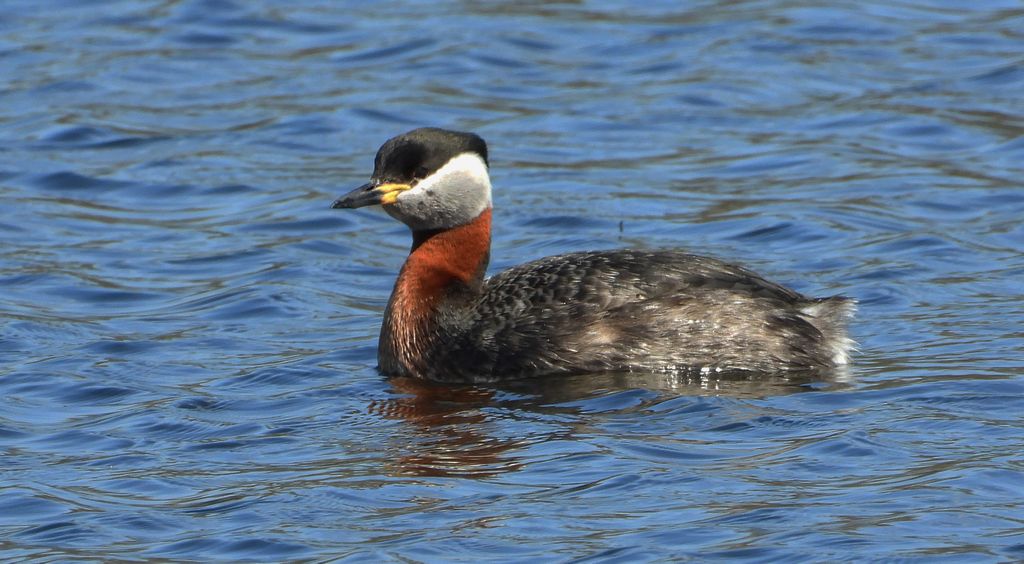 Perkoz rdzawoszyi (Podiceps grisegena)