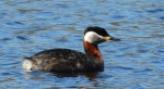 Perkoz rdzawoszyi (Podiceps grisegena)