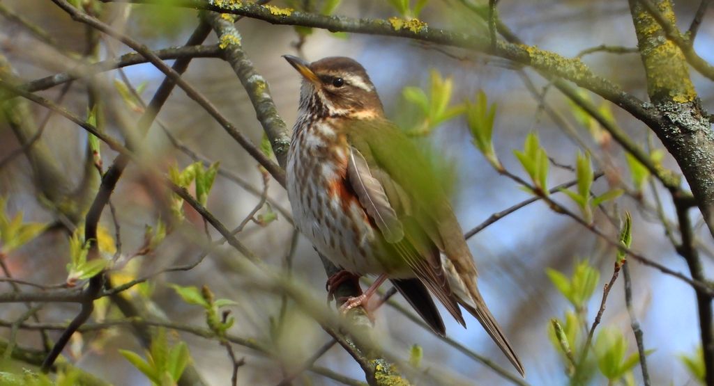 Droździk, drozd rdzawoboczny (Turdus iliacus)