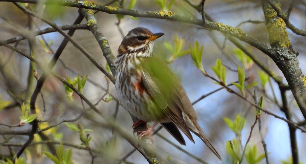 Droździk, drozd rdzawoboczny (Turdus iliacus)