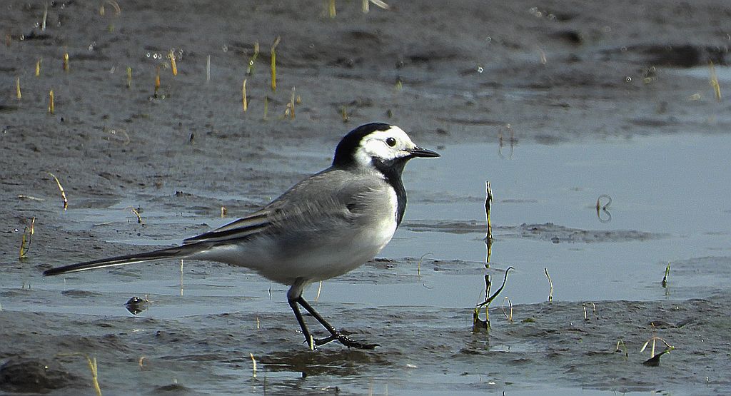 Pliszka siwa (Motacilla alba)
