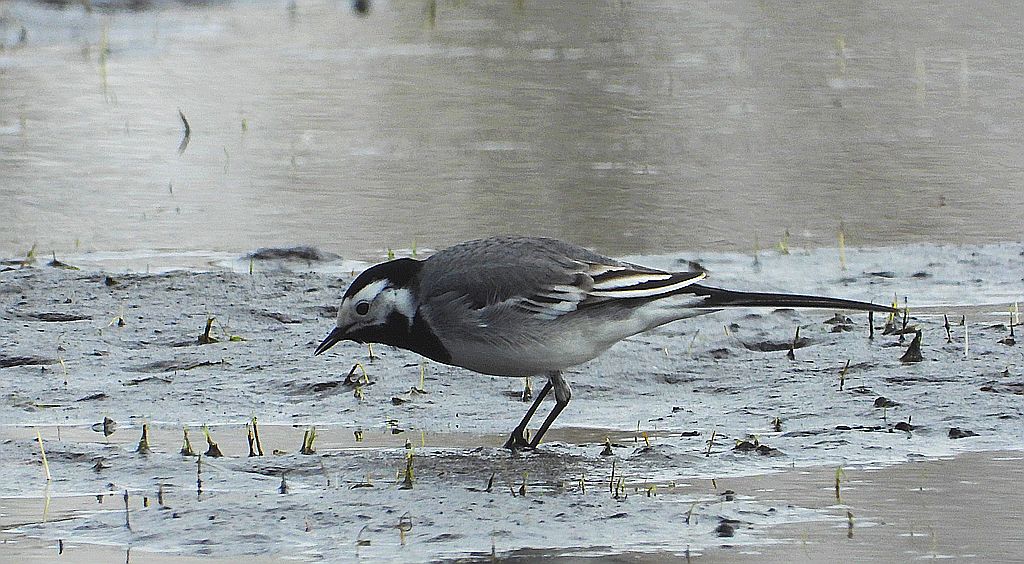 Pliszka siwa (Motacilla alba)