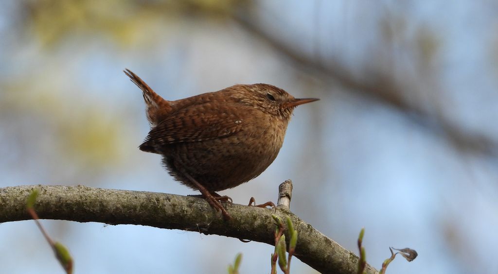 Strzyżyk zwyczajny, strzyżyk woleoczko, wole oczko (Nannus troglodytes)
