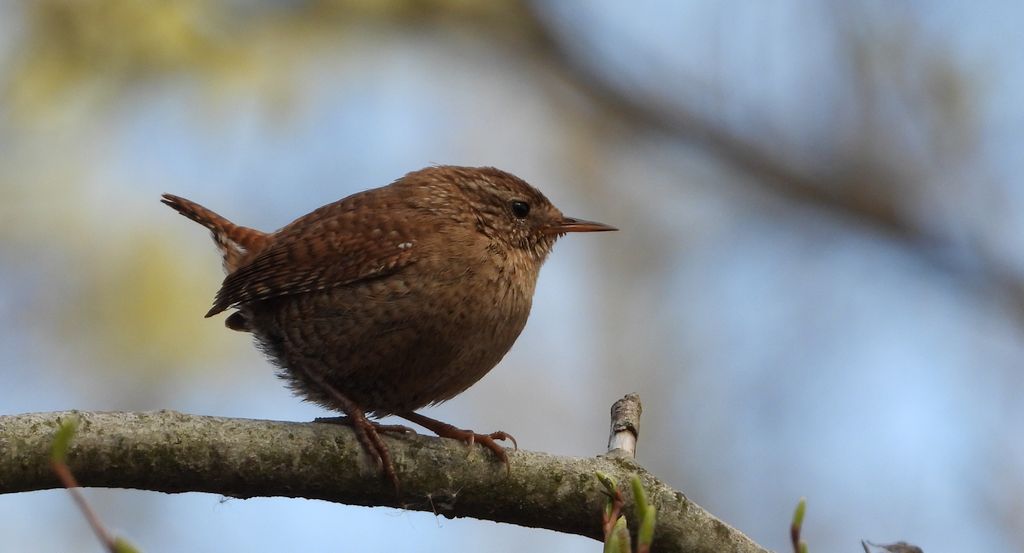 Strzyżyk zwyczajny, strzyżyk woleoczko, wole oczko (Nannus troglodytes)