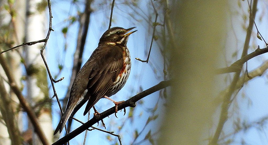 Droździk, drozd rdzawoboczny (Turdus iliacus)