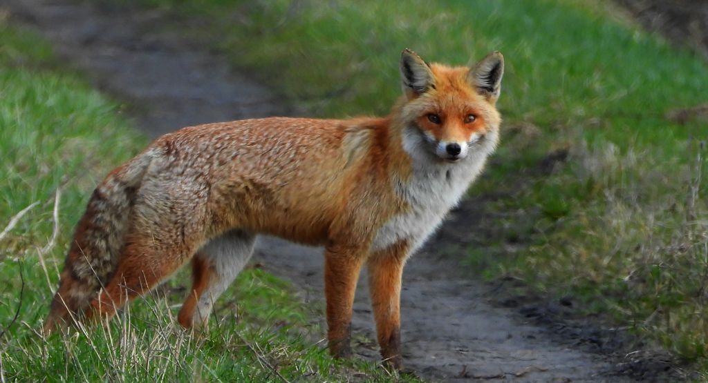 Lis rudy, lis pospolity, lis (Vulpes vulpes)