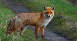 Lis rudy, lis pospolity, lis (Vulpes vulpes)